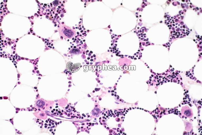 Moelle osseuse en coupe x100 - gryphea.org